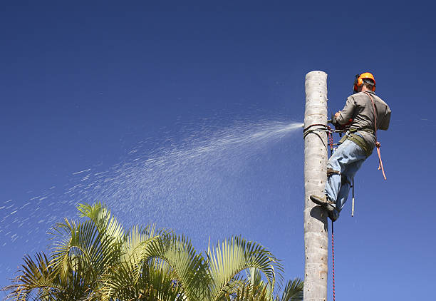 Lawn Irrigation Installation and Maintenance in Kachina Village, AZ