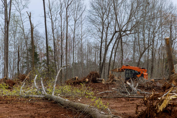Reliable Kachina Village, AZ Tree Care Solutions