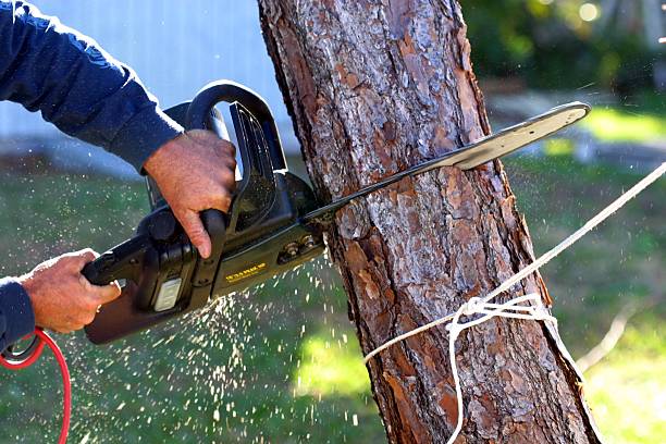 Best Lawn Renovation and Restoration  in Kachina Village, AZ