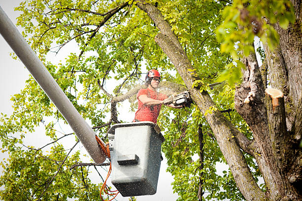 Best Tree Preservation Services  in Kachina Village, AZ